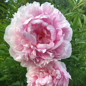 Meet your Posher, Dana 🇨🇦